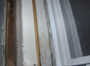 Paint on window sashes before scraping and stripping.